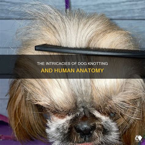 can a dog knot a human|The Intricacies Of Dog Knotting And Human Anatomy 